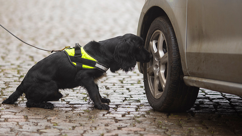 A black dog sniffing at a grey vehicle wheel