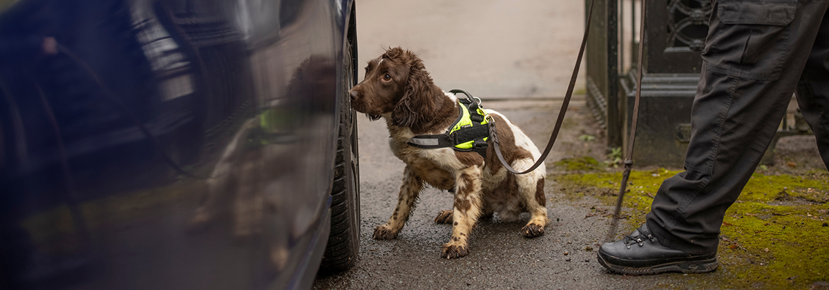 Canine dog with a security officer standing in front of a house